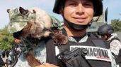 Gato Bodoque se roba la atención tras desfile cívico militar en León