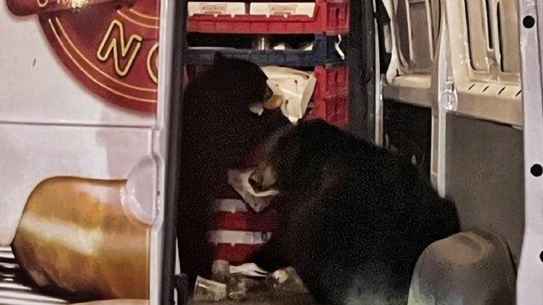 Saquean dos osos camioneta de donas que hacía entregas en Alaska