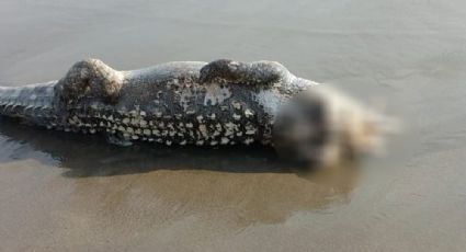 Le arrancan la cabeza. Encuentran a cocodrilo decapitado en playas de Puerto Vallarta