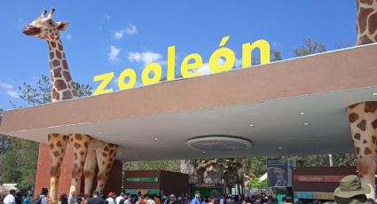 Adiós a las jirafas gigantes del Zoológico de León