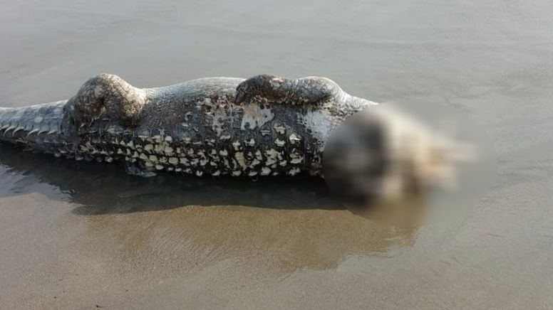 Le arrancan la cabeza. Encuentran a cocodrilo decapitado en playas de Puerto Vallarta