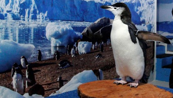 Pingüinos Barbijo: La especie que vive en Sealand León
