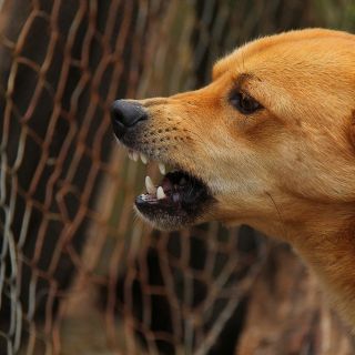 Prohibirán sacrificios de perros en centros de control canino
