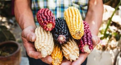 'Pensar en maíz, es pensar en México', Día Nacional del Maíz
