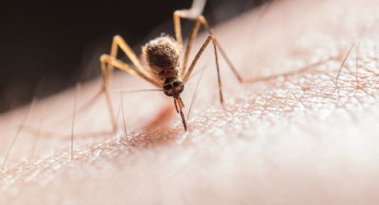 Supera Hidalgo los 200 casos de dengue; septiembre con mayor incidencia: DGE
