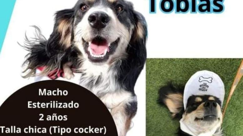 ¡Adopta a Tobías! Buscan hogar en Pachuca para el pequeño cocker