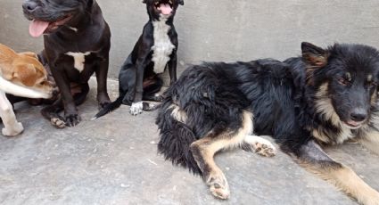 Deciden destino de 12 perros tras ataques en San Jerónimo: ¿Adopción o más?