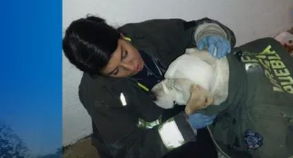 Maltrato Animal: Hieren a perro por uso indebido de pirotecnia en Puebla; sufre quemaduras y daño ocular