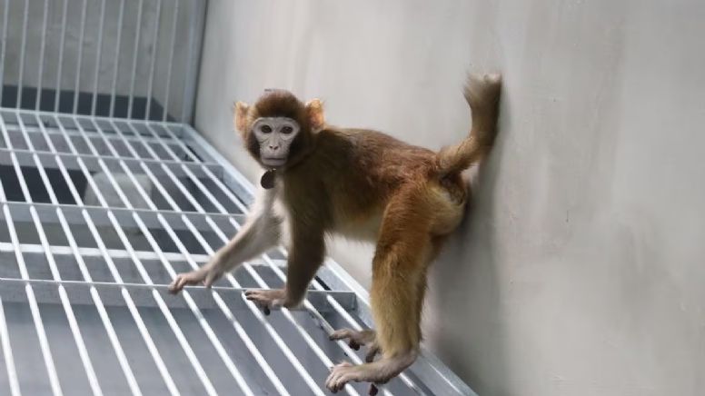 Nace 'Retro', un mono clonado, que abre la polémica posibilidad de crear copias de seres humanos