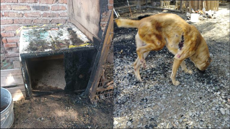 Se incendia albergue de perritos en la colonia Santa Rita; así puedes ayudar a los afectados