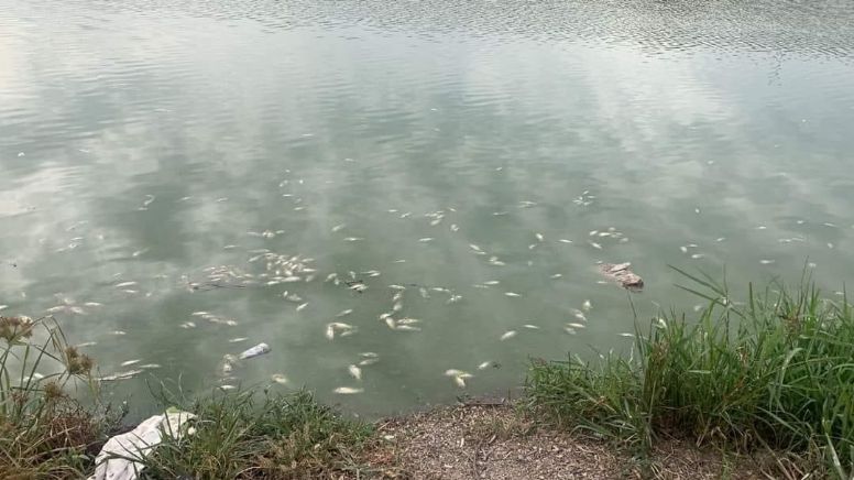 Aparecen decenas de peces muertos en un estanque de Irapuato