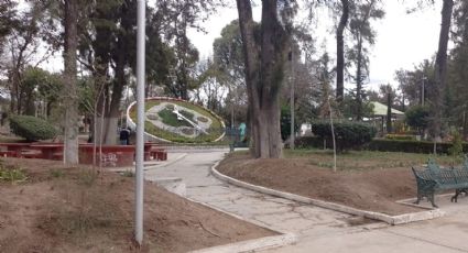 Imparable plaga: agonizan árboles centenarios en Parque Hidalgo