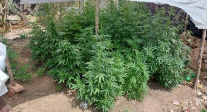 Decomisan 80 plantas de marihuana en Pisaflores