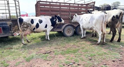 Descartan muerte masiva de ganado en Valle de Tulancingo y Sierra Otomí-Tepehua