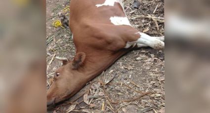 Muerte masiva de ganado, Copriseh evitará venta de carne contaminada