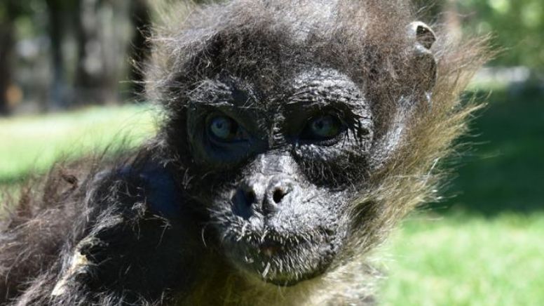 Alarman condiciones de mono araña en el Zoológico de Moroleón; veterinaria aclara que se debe a su edad