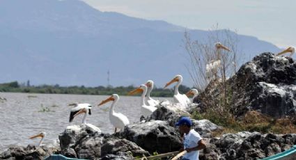Sequía también amenaza con acabar la biodiversidad de la Laguna de Yuriria