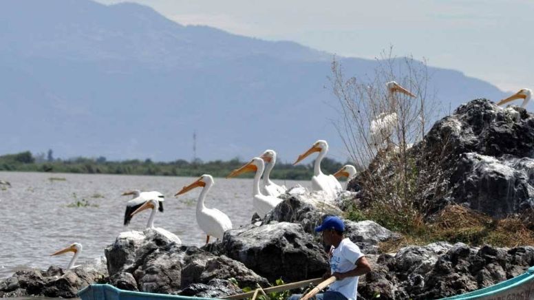 Sequía también amenaza con acabar la biodiversidad de la Laguna de Yuriria