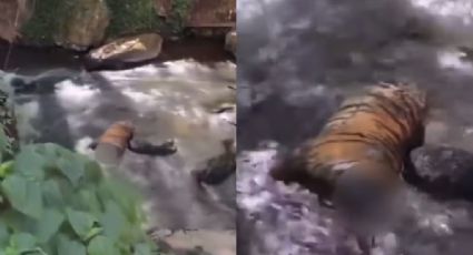 Estaba decapitado: Joven paseaba por cascadas de Valle de Bravo y halla un tigre sin cabeza