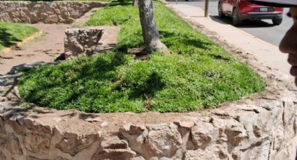Vecinos compran césped y lo plantan en parque de Pachuca