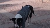 Piden esterilizaciones gratuitas de perros en todo Guanajuato