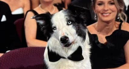 Messi, el adorable perrito que acaparó los reflectores en los premios Óscar 2024