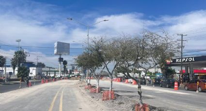 Trasplantarán menos árboles de la avenida Tecnológico de Celaya