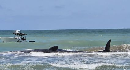 Muere ballena tras quedar varada en un banco de arena en una playa de Florida