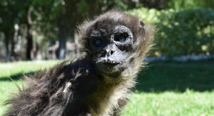 Fallece Hugo, el mono araña más longevo del Zoológico de Moroleón