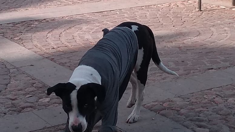 Piden esterilizaciones gratuitas de perros en todo Guanajuato