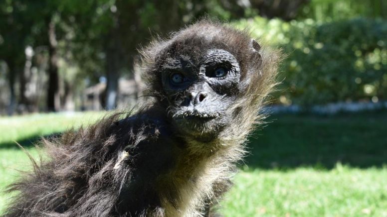 Fallece Hugo, el mono araña más longevo del Zoológico de Moroleón
