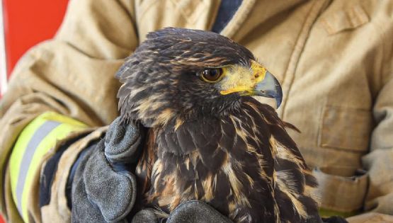 Rescatan águila en colonia de Tula