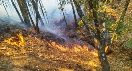 Activos 3 incendios forestales en Hidalgo; reanudan labores para extinción: Semarnath