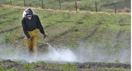 Ante falta de alternativas, echa para atrás Gobierno Federal veto a herbicida