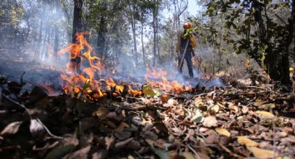A 4 días de que inició el incendio en la Sierra de Santa Rosa logran detener su avance
