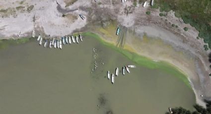 Lago de Chapala se llena de algas tóxicas y presumen que es por aguas negras