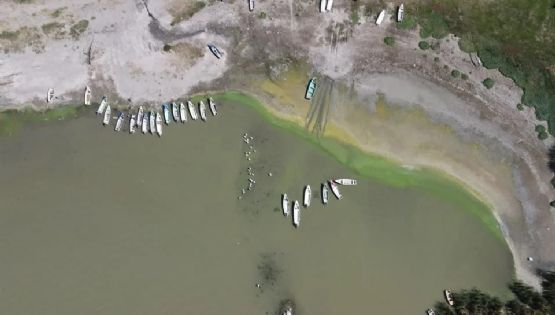 Lago de Chapala se llena de algas tóxicas y presumen que es por aguas negras
