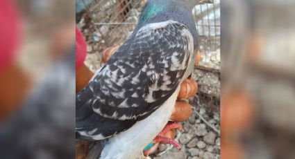 Encuentra paloma mensajera que voló 7 mil 800 kms en el patio de su casa