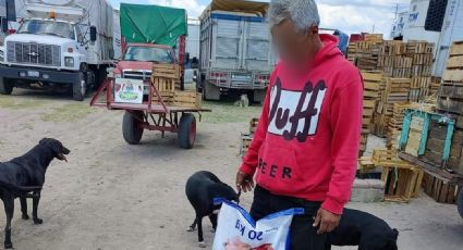 Buscan hogar para más de 10 perritos que quedaron desamparados tras muerte de su cuidador en Celaya