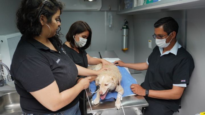Dirección de Salud de Irapuato promueve esterilización de mascotas para evitar superpoblación y garantizar bienestar