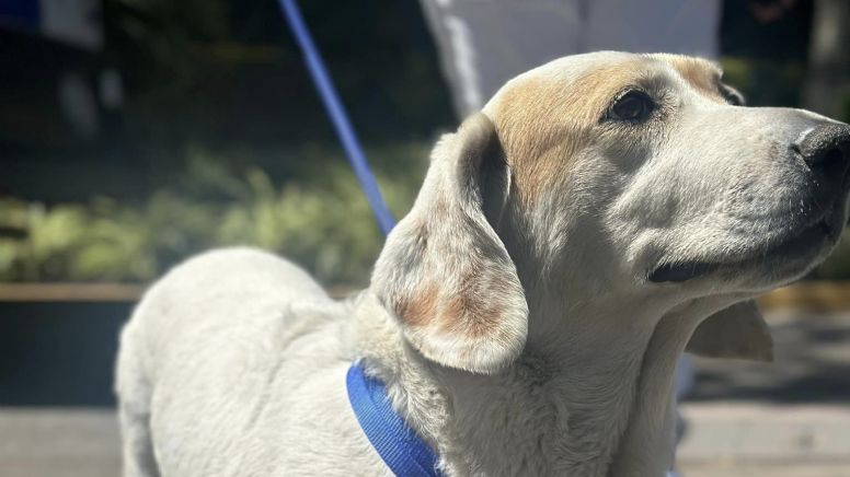 Parque Irekua 'adopta' a perrita sin hogar y así puedes ayudar a ponerle nombre