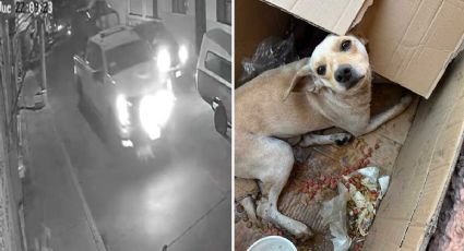 Graban cómo Guardia Nacional atropella a un cachorro en Uriangato y vecinos exigen sancionarlos