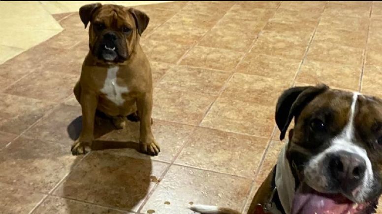 Nala y Tango ya no respiran: Familia deja a sus perritos en pensión y luego se los entregan muertos