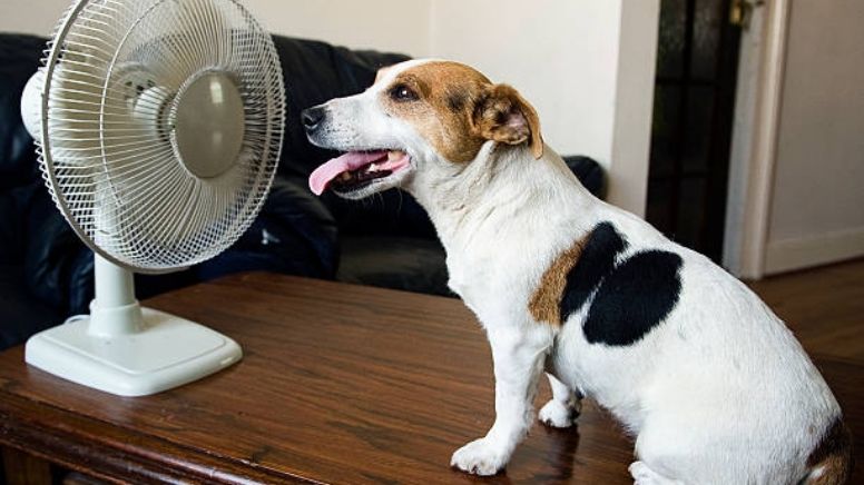 Protege a tu mascota esta temporada de calor
