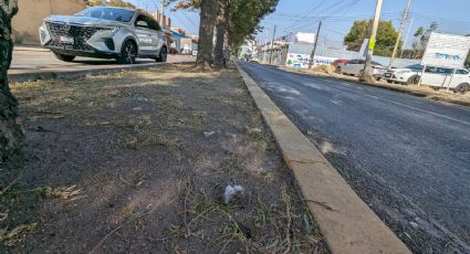 Aparecen aves muertas en Irapuato; autoridades investigan las causas