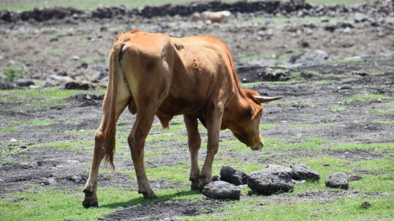 Sufren ganaderos ante falta de agua; analizan vender sus animales