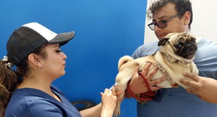 Inicia campaña de vacunación antirrábica para perros y gatos en Irapuato