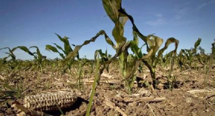 Sequía en el campo hidalguense afecta a los consumidores: CNC