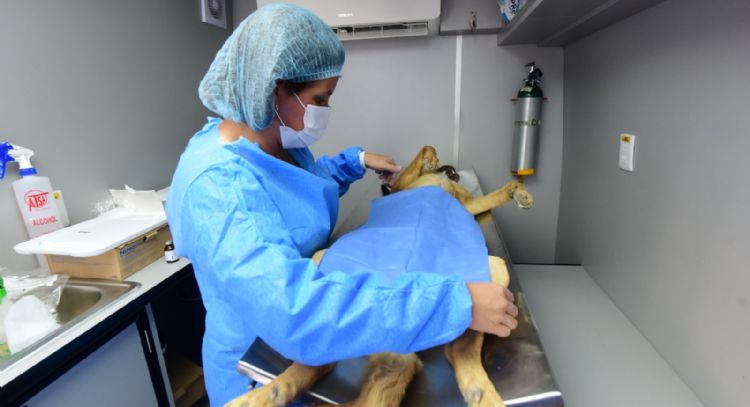 ¿Ya esterilizaste a tus mascotas? Esta semana el Quirófano Móvil Veterinario visitará estas zonas