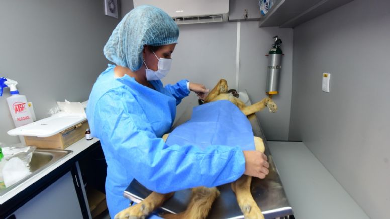 ¿Ya esterilizaste a tus mascotas? Esta semana el Quirófano Móvil Veterinario visitará estas zonas de Irapuato